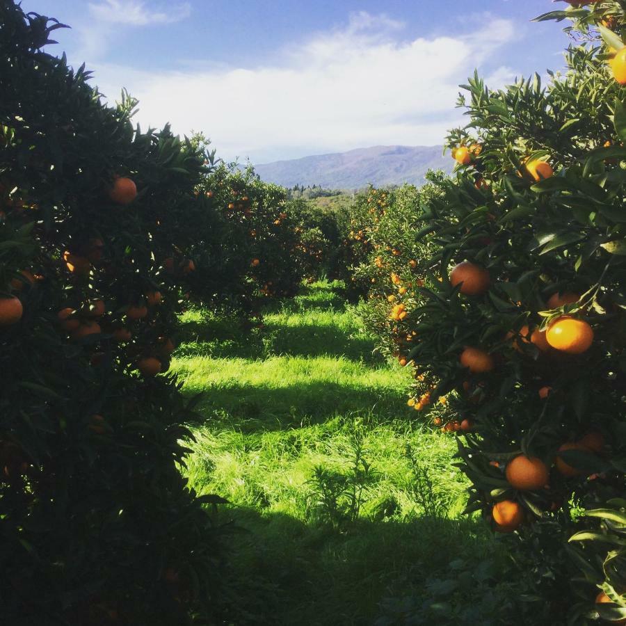 Agrume Country House Santa Venerina Dış mekan fotoğraf